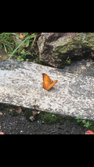 Vindula dejone erotella