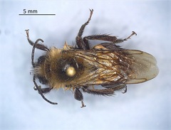 Bombus