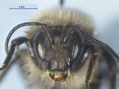 Bombus