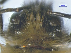 Bombus