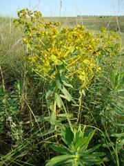 Euphorbia stepposa
