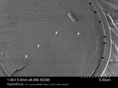 Hyalodiscus