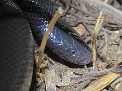 Atractaspis bibronii