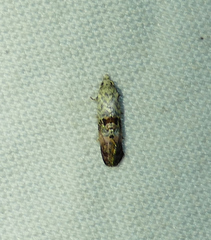 Cochylichroa arthuri