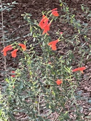 Clinopodium coccineum