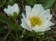 Ranunculus kuepferi