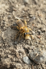 Leioproctus fulvescens