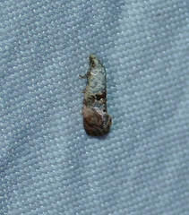 Cochylichroa arthuri