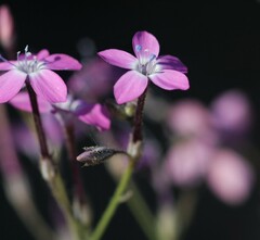 Gilia leptantha purpusii