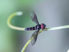 Ocyptamus dimidiatus