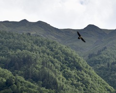 Gypaetus barbatus barbatus