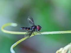 Ocyptamus dimidiatus