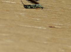 Nemapogon molybdanella