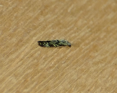 Nemapogon molybdanella