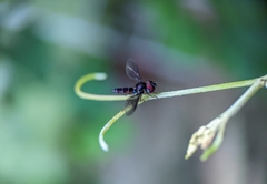 Ocyptamus dimidiatus