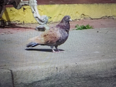 Columba livia domestica