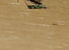 Nemapogon molybdanella