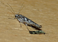 Nemapogon molybdanella
