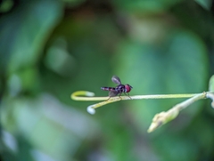 Ocyptamus dimidiatus