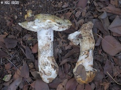 Amanita proxima