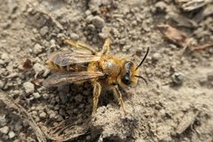 Leioproctus fulvescens