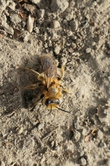 Leioproctus fulvescens