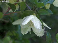Clematis cirrhosa