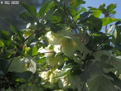 Clematis cirrhosa