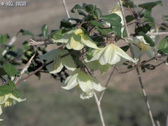 Clematis cirrhosa