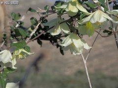 Clematis cirrhosa
