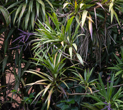 Cordyline stricta