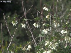 Clematis cirrhosa