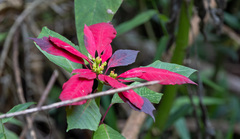 Euphorbia pulcherrima