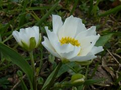 Ranunculus kuepferi
