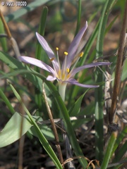 Colchicum stevenii