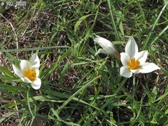 Crocus hyemalis