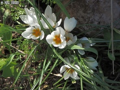 Crocus hyemalis