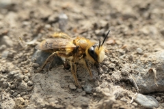 Leioproctus fulvescens