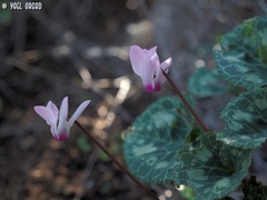 Cyclamen persicum