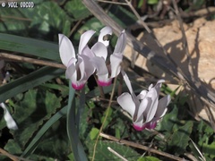 Cyclamen persicum