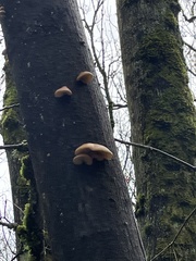 Deconica horizontalis