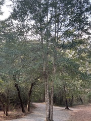 Quercus hemisphaerica