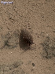 Cyzicus