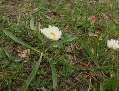 Ranunculus kuepferi