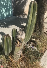 Lophocereus marginatus