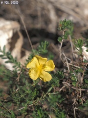 Fumana arabica