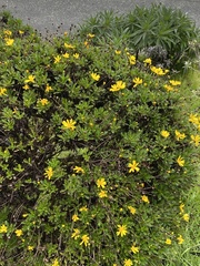 Euryops pectinatus