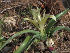 Iris palaestina