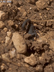 Hottentotta judaicus