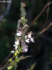 Teucrium creticum